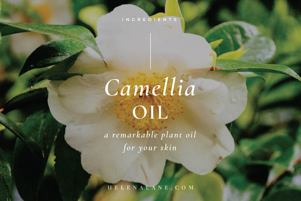 Camellia (tea) oil – a quiet but beautiful plant oil for the face.