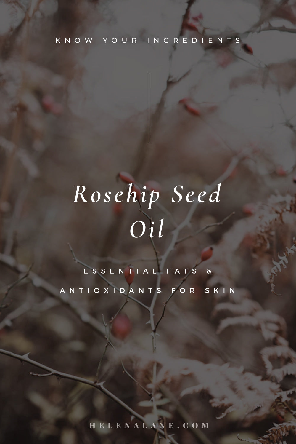 Rosehip Seed Oil – my first love in plant oils