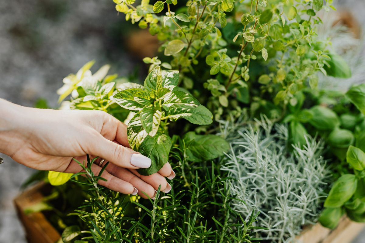 Simple Skincare Recipes Straight from your Garden